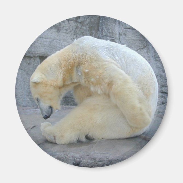 Dörrar Polarna Bear Magnet (Framsidan)