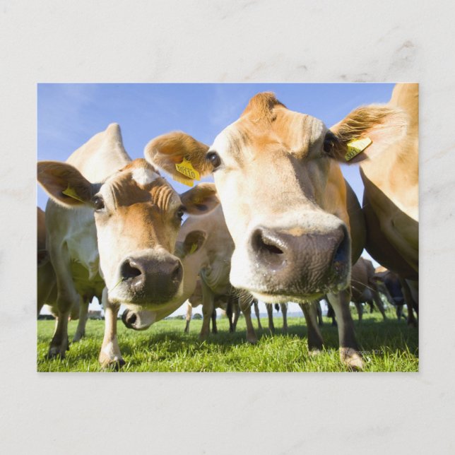 Dorset, Förenade kungariket Vykort (Framsida)