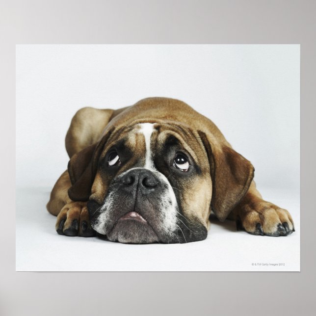 Dorset Old Tyme Bulldog Poster (Framsidan)