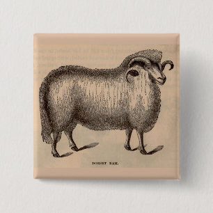 Dorset-ram på 1800-talet knapp