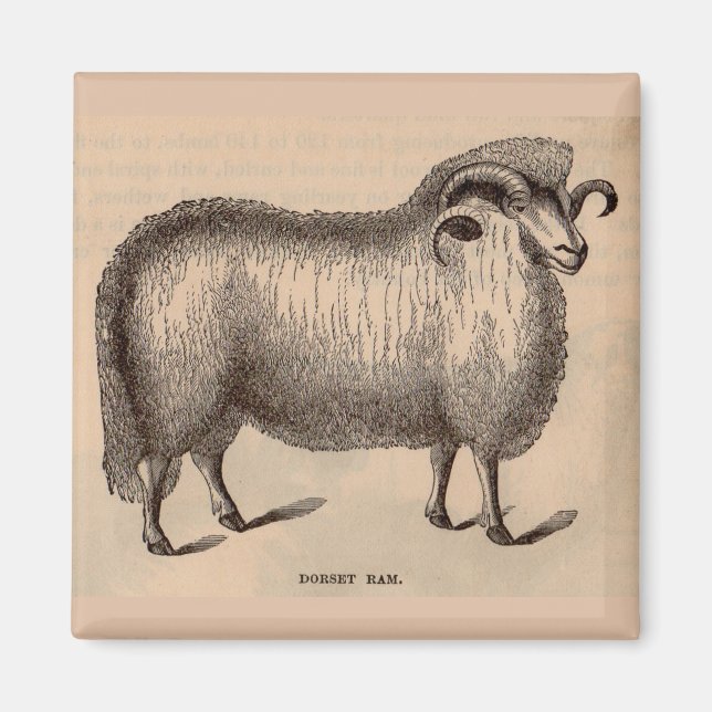 Dorset-ram på 1800-talet magnet (Framsidan)