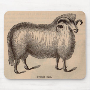 Dorset-ram på 1800-talet musmatta