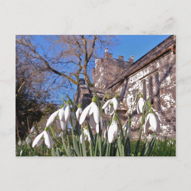 Dorset Snowdrops vykort (Framsida)