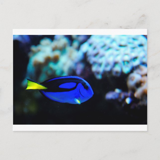 Dory, Blue Tang Fish Vykort (Framsida)
