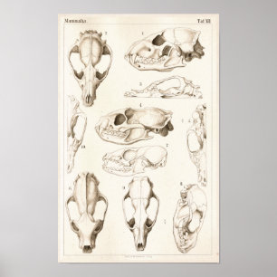 Döskallar av det veterinär- anatomitrycket för poster
