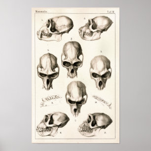 Döskallar av det veterinär- anatomitrycket för poster