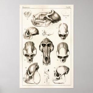 Döskallar av det veterinär- anatomitrycket för poster