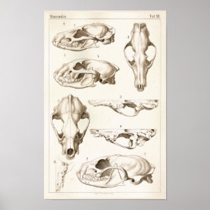 Döskallar av det veterinär- anatomitrycket för poster
