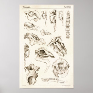 Döskallar av för Manateeanatomi för däggdjur d Poster