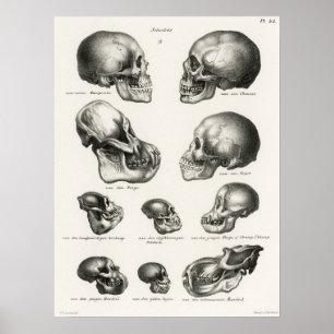 Döskallar av humant apa och ålder poster