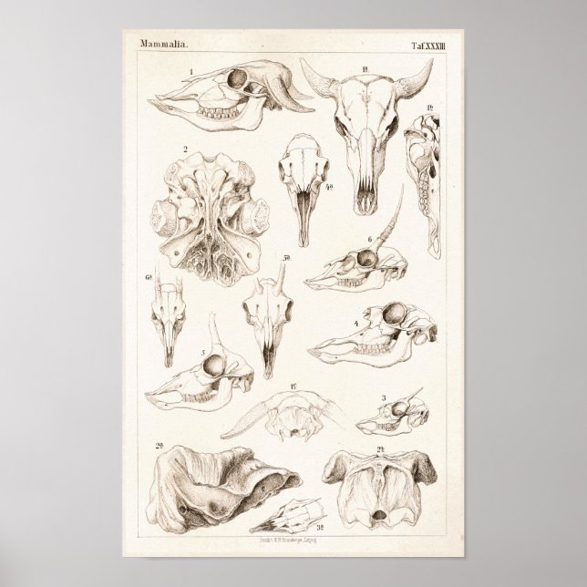 Döskallar av veterinär Buffalo Anatomy Print för d Poster (Framsidan)