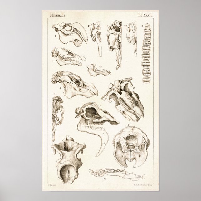 Döskallar av veterinär Manatee Anatomy Print Poster (Framsidan)