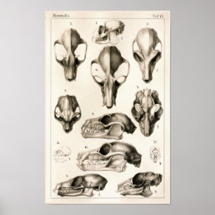 Döskallar för Fladdermus Veterinary Anatomy Print Poster