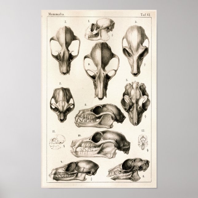 Döskallar för Fladdermus Veterinary Anatomy Print Poster (Framsidan)