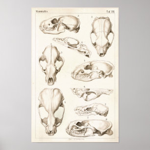 Döskallar för veterinär anatomi hos däggdjur Skriv Poster