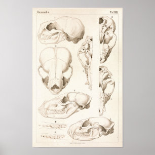 Döskallar för veterinär anatomi hos däggdjur Skriv Poster