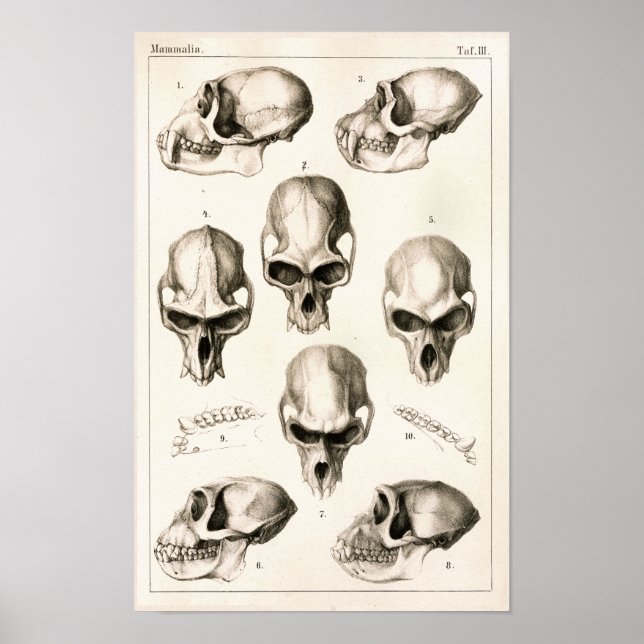 Döskallar för veterinäranatomi utskrift av apor poster (Framsidan)