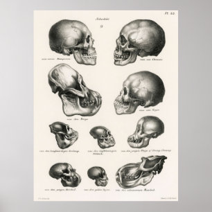 Döskallar illustration av mänsklig utveckling poster