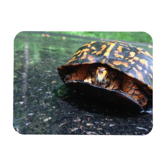 Dossköldpadda Magnet (Horisontell)