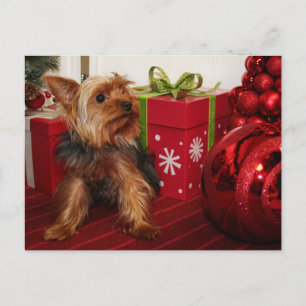 Dot - Yorkshire Terrier - Rodgers Helg Vykort