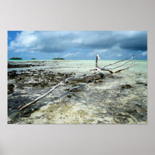 Dött trä i den Stillahavs- affischen Poster
