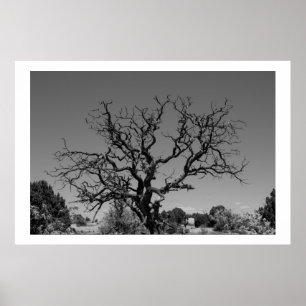 Dött träd poster