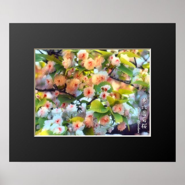 Double Cherry Blossom: Kenrokuen-kikuzakura Poster (Framsidan)