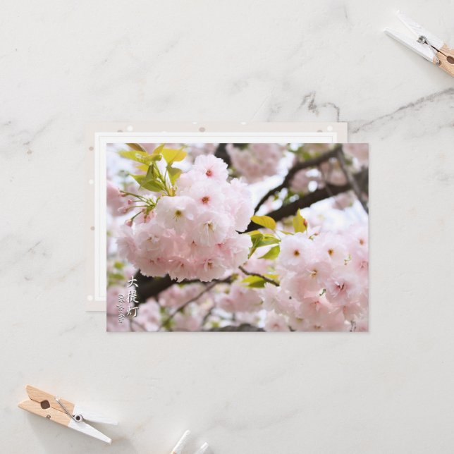 Double Cherry Blossom: Oh-jochin Kort (Fram/Back In Situ)