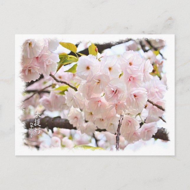 Double Cherry Blossom: Oh-jochin Vykort (Framsida)