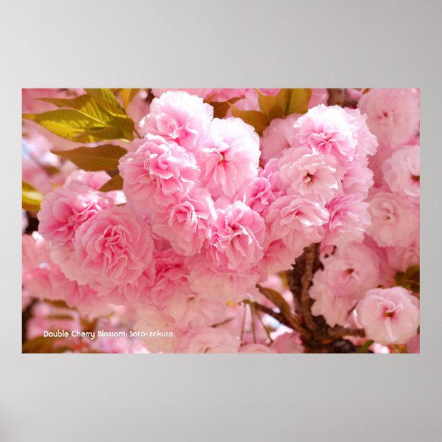 Double Cherry Blossom: Sato-zakura Poster (Framsidan)