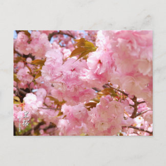 Double Cherry Blossom: Sato-zakura Vykort