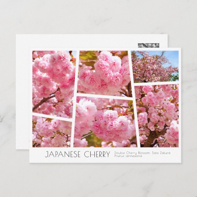 Double Cherry Blossom: Sato-zakura Vykort (Fram/baksida)