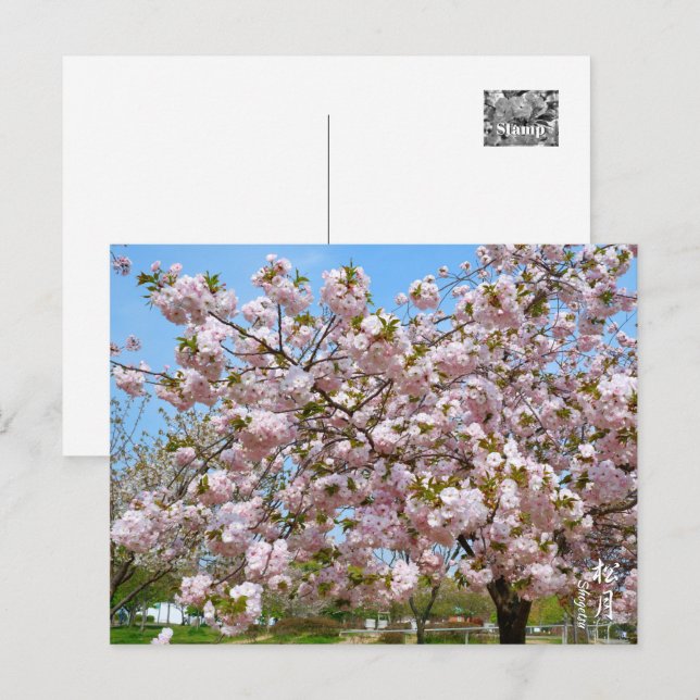 Double Cherry Blossom: Shogetsu Vykort (Fram/baksida)
