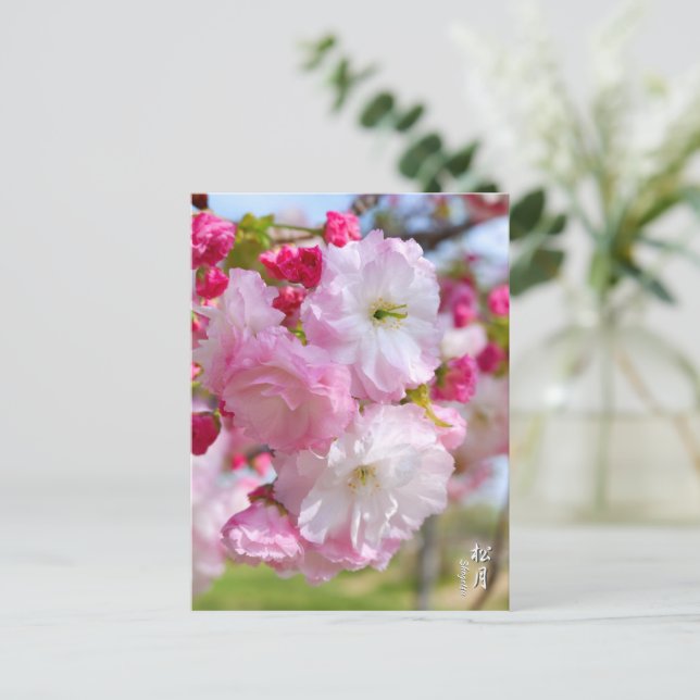 Double Cherry Blossom: Shogetsu Vykort (Stående Fram)