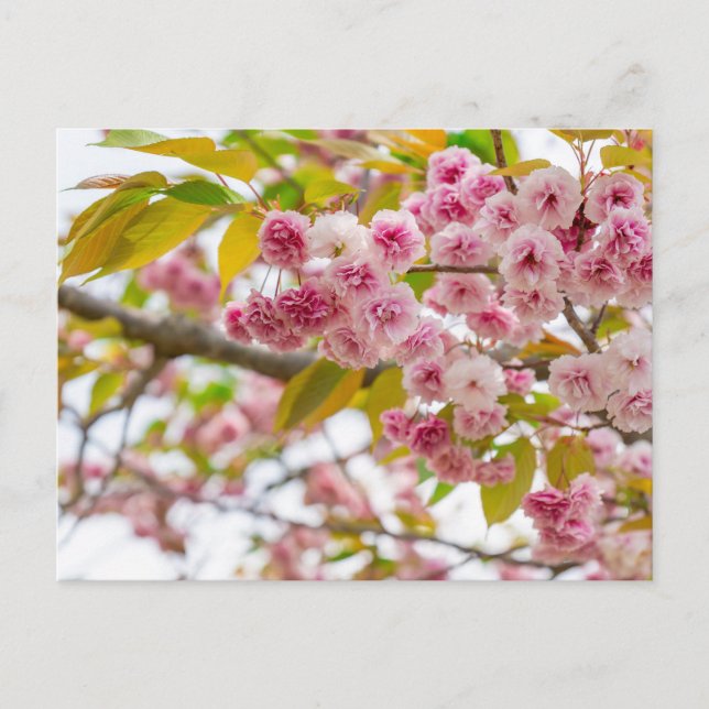 double cherry blossoms helg vykort (Framsida)