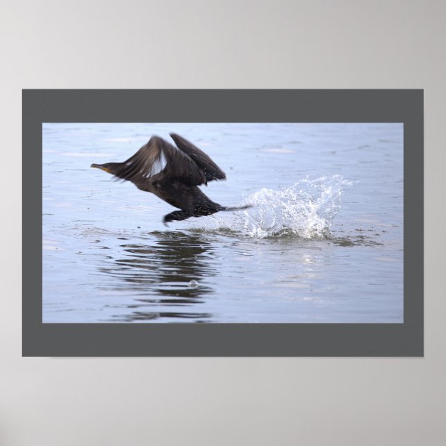 Double-crested Cormorant Bird Poster (Framsidan)