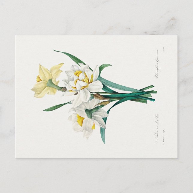 Double Daffodil,  Pierre-Joseph Redouté, 1827 Vykort (Framsida)
