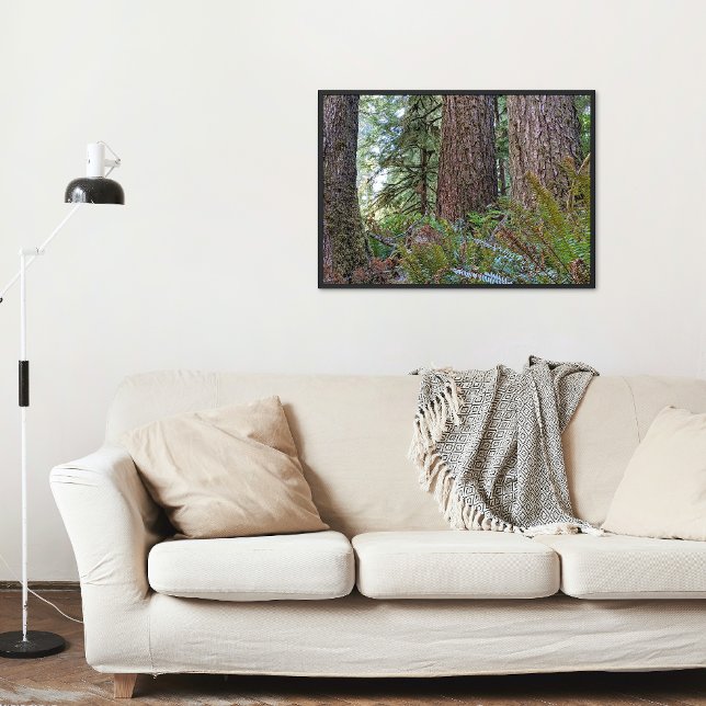 Douglas Fir Conifer Forest Fototryck (In Situ Framed)