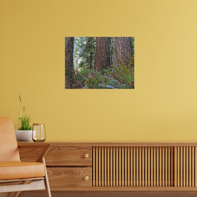 Douglas Fir Conifer Forest Photographic Poster (Vardagsrum 2)