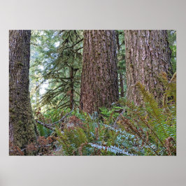 Douglas Fir Conifer Forest Photographic Poster