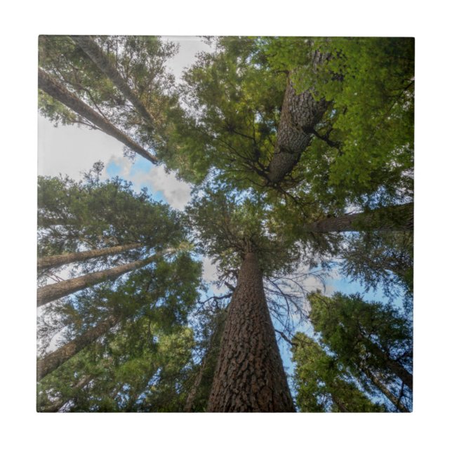 Douglas Fir träd canopy Kakelplatta (Framsidan)