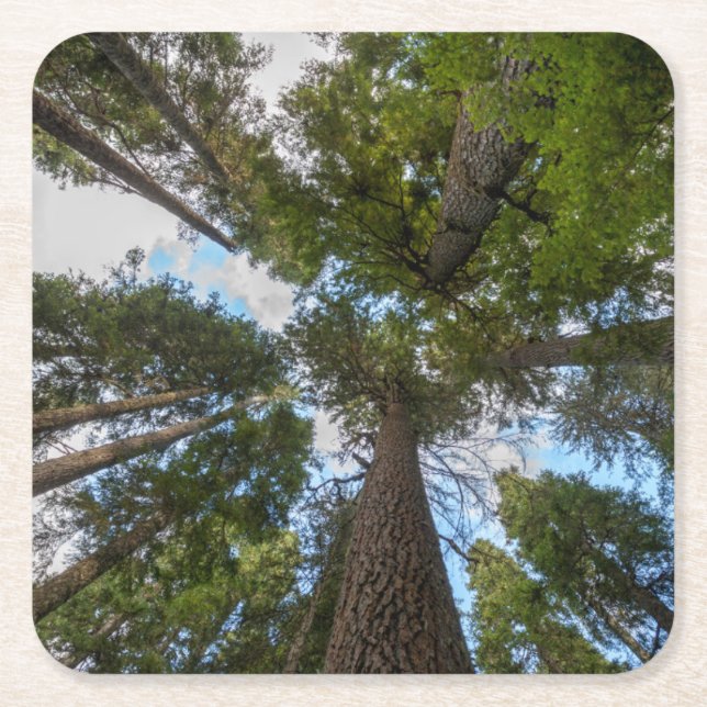 Douglas Fir träd canopy Underlägg Papper Kvadrat (Framsidan)