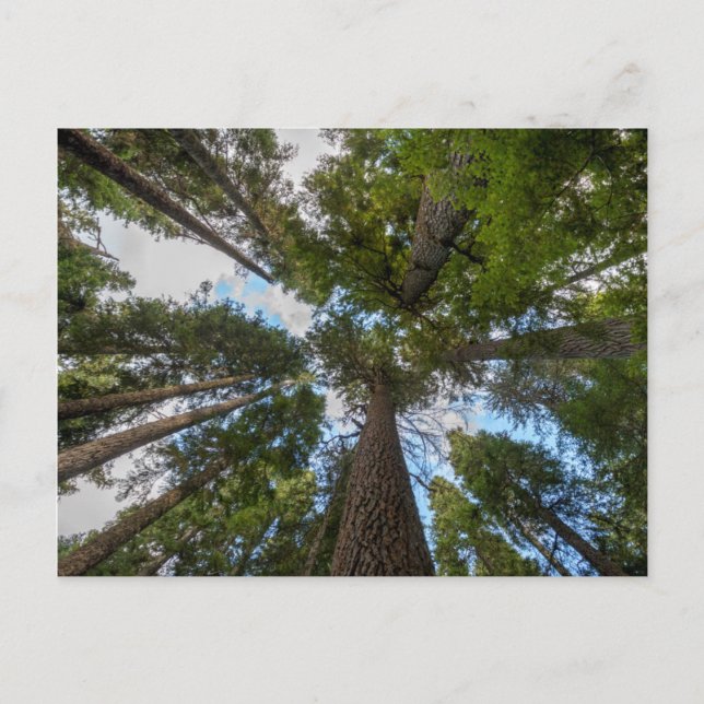 Douglas Fir träd canopy Vykort (Framsida)