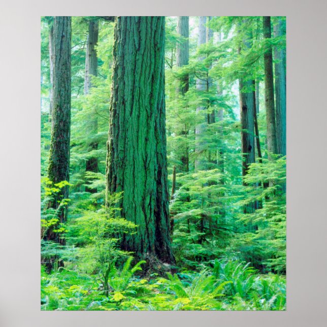 Douglas Fir träd Poster (Framsidan)
