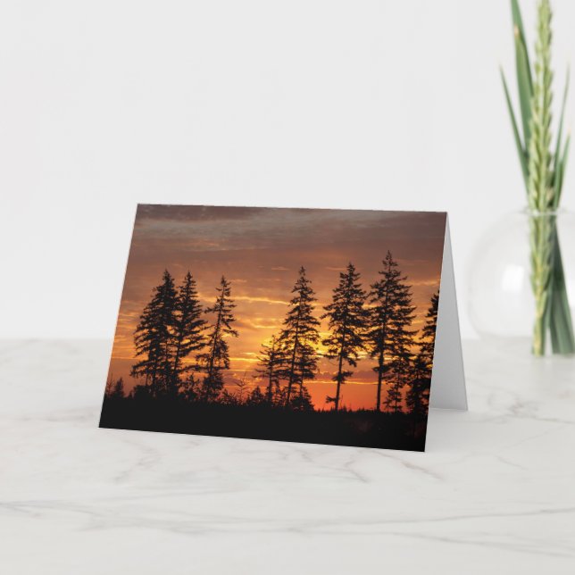 Douglas Firs och Sunrise. - Bildrakonst Kort (Framsida)