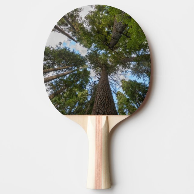 Douglasgranträdets krontak pingisracket (Framsidan)