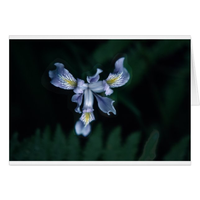 DouglasIris Hälsningskort (Framsidan Horizontal)