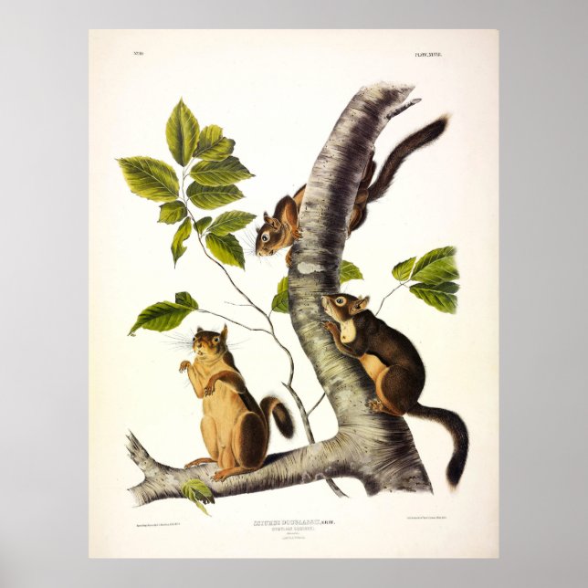 Douglass eller Gräs Squirrel (Chickaree) av Audubo Poster (Framsidan)