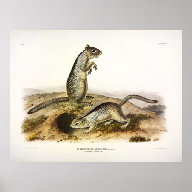 Douglass Spermophile (Ground Squirrel) - Audubon Poster (Framsidan)