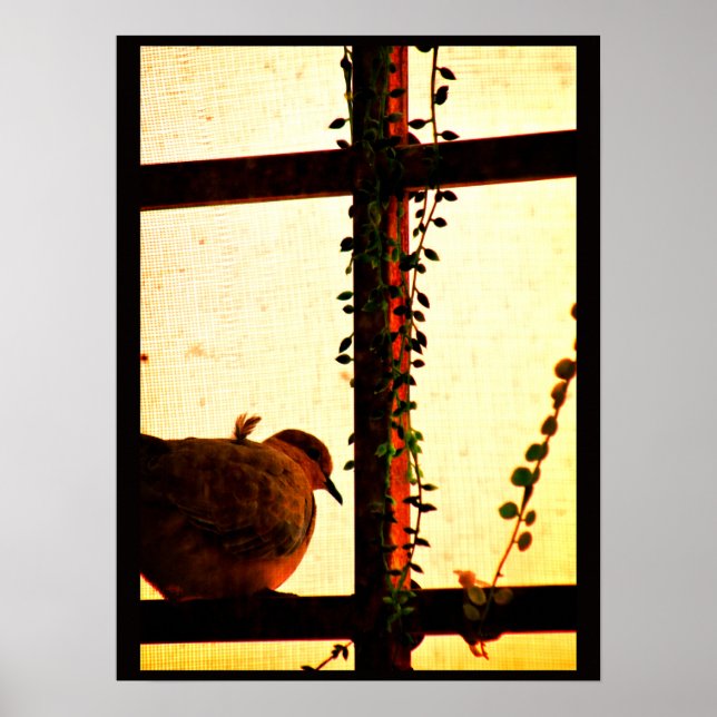 Dova i en damm storm poster (Framsidan)